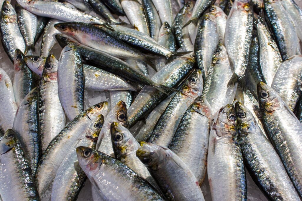 Sardinas frescas en pescadería